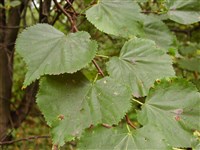 Липа маньчжурская – Tilia mandshurica Rupr.et Maxim.