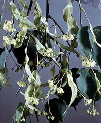 Липа мелколистная