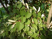 Липа монгольская – Tilia mongolica Maxim.