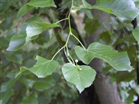 Липа опушенностолбиковая, бегониелистная – Tilia dasystyla Steven non Rehd.