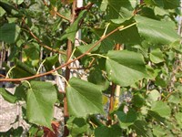 Липа сердцевидная, мелколистная, мелкоцветковая, вязолистная – Tilia cordata Mill.
