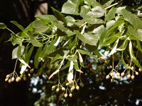 Липа темно-зеленая, крымская – Tilia x euchlora K.Koch.