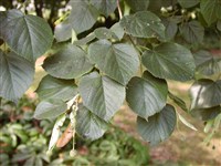 Липа широколистная, крупнолистная – Tilia platyphyllos Scop. (1)