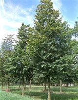 Липа широколистная, крупнолистная – Tilia platyphyllos Scop. (2)