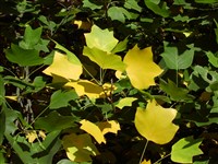 Лириодендрон тюльпанолистный – Liriodendron tulipifera L. (1)