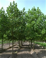 Лириодендрон тюльпанолистный – Liriodendron tulipifera L. (2)