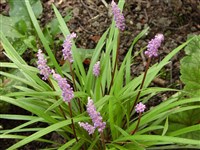Лириопа мускари – Liriope muscari (Decne.) L.H.Bail.