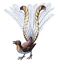 Лирохвосты