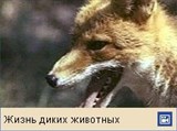 Лисицы (видео)