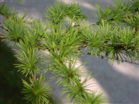 Лиственница Кэмпфери, тонкочешуйчатая, японская – Larix kaempferi (Lamb.) Carr.