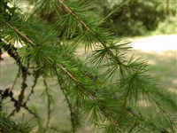 Лиственница европейская, опадающая – Larix decidua Mill. (1)