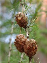Лиственница европейская, опадающая – Larix decidua Mill. (2)