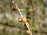 Лиственница сибирская, Ледебура, русская, алтайская – Larix sibirica Ledeb. (1)