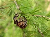 Лиственница сибирская, Ледебура, русская, алтайская – Larix sibirica Ledeb. (2)