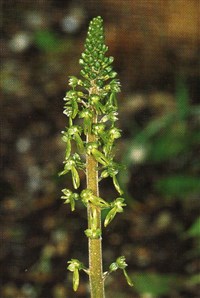 Листера овальная, яйцевидная – Listera ovata (L.) R.Br.