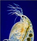 Листоногие ракообразные (Симоцефалус)