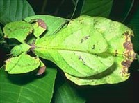 Листотелы (Листовидка)