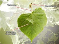 Лист (строение)