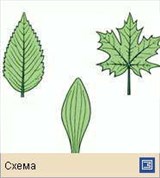 Лист (типы жилкования)