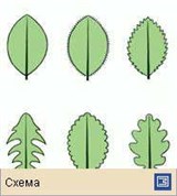 Лист (типы листа по форме его края)