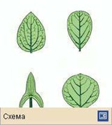 Лист (типы листа по форме листовой пластинки 1)