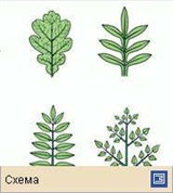 Лист (типы листа по форме листовой пластинки 2)