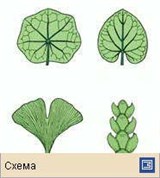 Лист (типы листа по форме листовой пластинки 3)