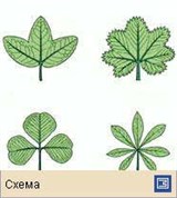 Лист (типы листа по форме листовой пластинки 4)