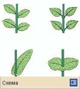 Лист (типы прикрепления листа к стеблю)
