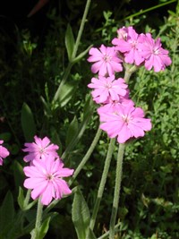 Лихнис Юпитера, горицвет Юпитера – Lychnis flos-jovis (L.) Desr.
