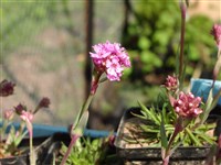 Лихнис альпийский, смолка альпийская – Lychnis alpina L.