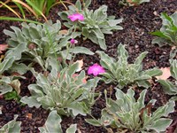 Лихнис корончатый, горицвет кожистый – Lychnis coronaria (L.) Desr. (1)