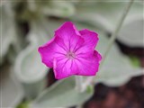Лихнис корончатый, горицвет кожистый – Lychnis coronaria (L.) Desr. (2)