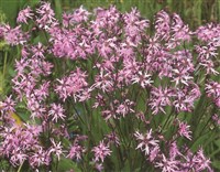 Лихнис кукушкин, кукушник, горицвет кукушкин – Lychnis flos-cuculi L.