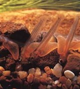 Личинка (рыб)