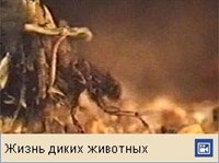 Личинка ручейника