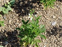 Лоаза трёхлистная – Loasa triphylla Juss. (1)