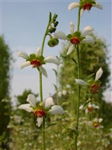 Лоаза трёхлистная – Loasa triphylla Juss. (2)