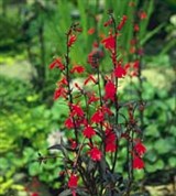 Лобелия (кардинальская)