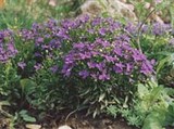 Лобелия (на альпийской горке)