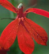 Лобелия (эринус)