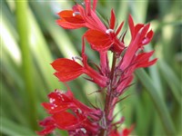 Лобелия блестящая – Lobelia fulgens Willd.
