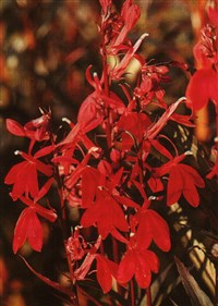 Лобелия кардинальская, пунцовая – Lobelia cardinalis L.