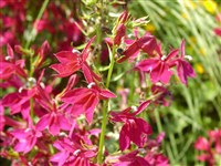Лобелия прекрасная – Lobelia x speciosa Sweet.
