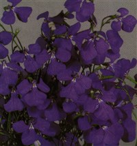 Лобелия тончайшая – Lobelia tenuior R.Br.