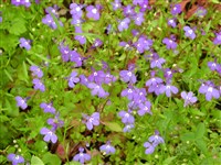 Лобелия эринус – Lobelia erinus L.