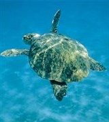 Логгерхед (в море)