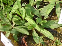 Ложечница датская – Cochlearia danica L.