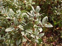 Лойселеурия полегающая, альпийская азалия – Loiseleuria procumbens (L.) Desv.