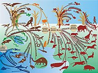 Локомоция (эволюция)